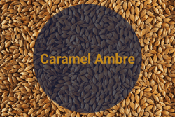 Солод Карамельный Янтарный Caramel Ambre, 100-120 EBC (Soufflet),1 кг - фото